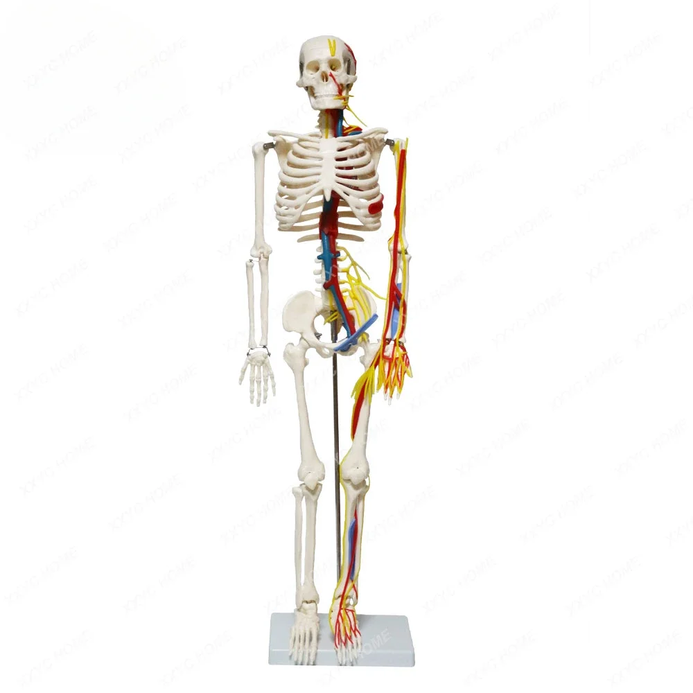 FRT013 Human Skeleton 85cm with Artery and Vein on One Side Body Intercostal Muscles and Heart Anatomical Model