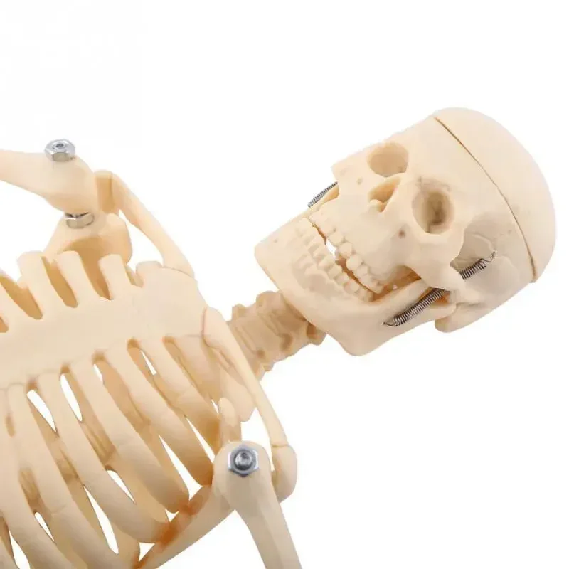 45CM Anatomical Anatomy Human Skeleton Model Medical Learn Aid Anatomy human skeletal model Wholesale Retail