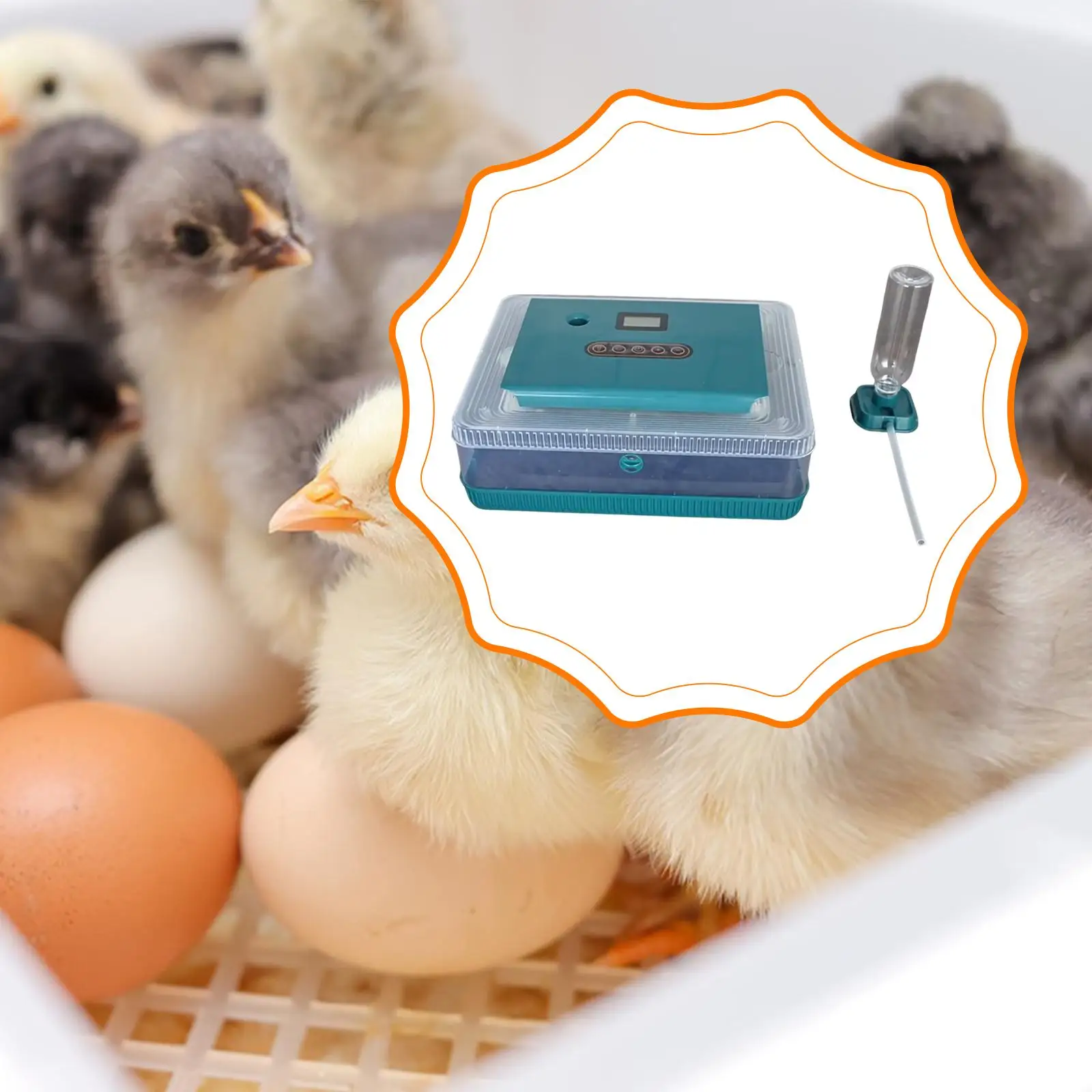 

Инкубатор для яиц с функцией легкого наблюдения, осветителем и автоматическим переворотом, регулируемый лоток, умная автоматическая инкубационная машина