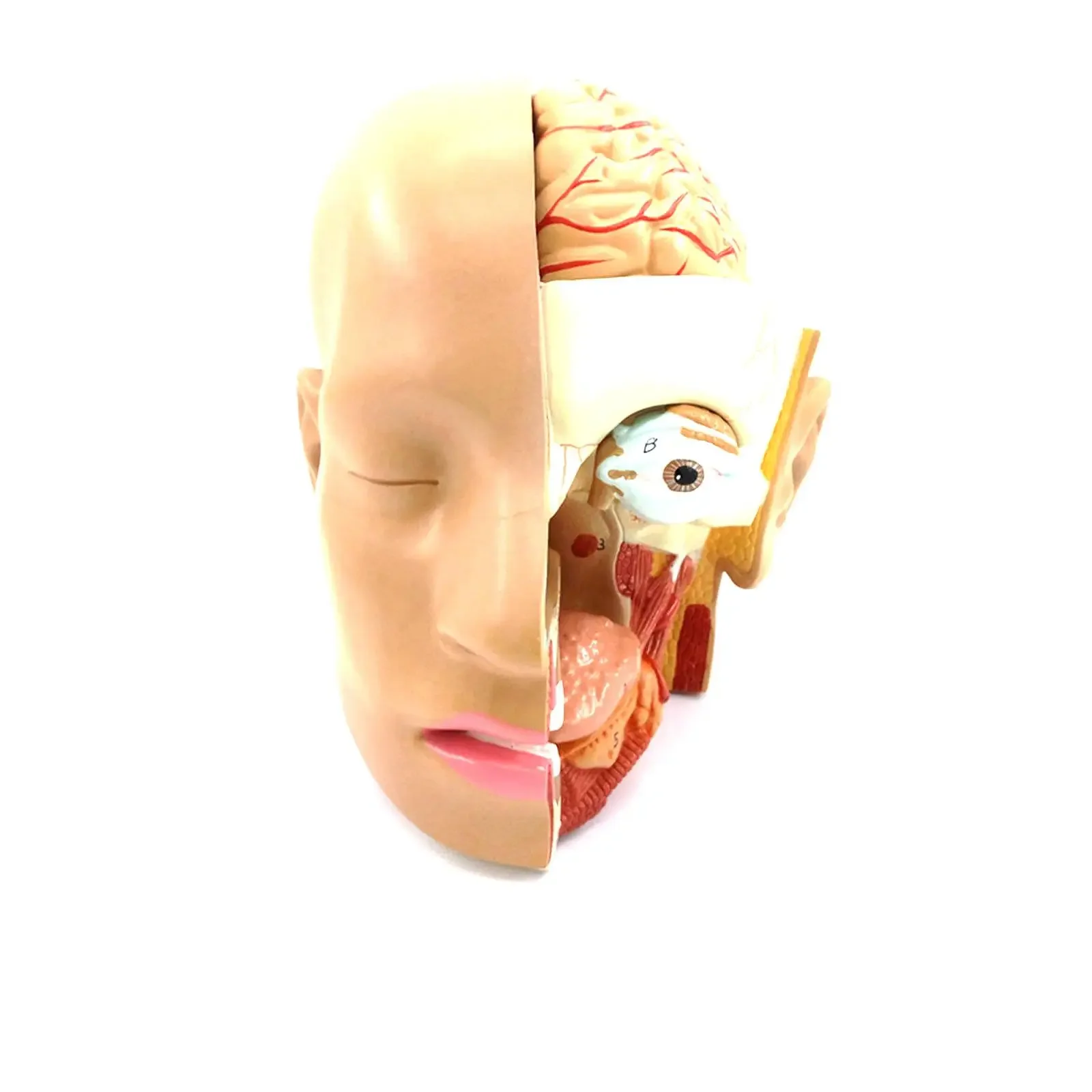 PVC 4 Part Human Head Skull Brain Anatomy Anatomical Oral Nasopharyngeal Model Medical Science Lab School