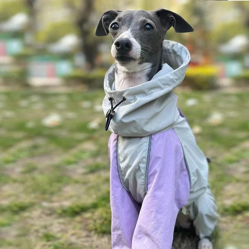 Italian Greyhound Whippet Raincoat | Lightweight Iggy Clothing | Colorful Waterproof, Rainproof, Windproof Jacket in