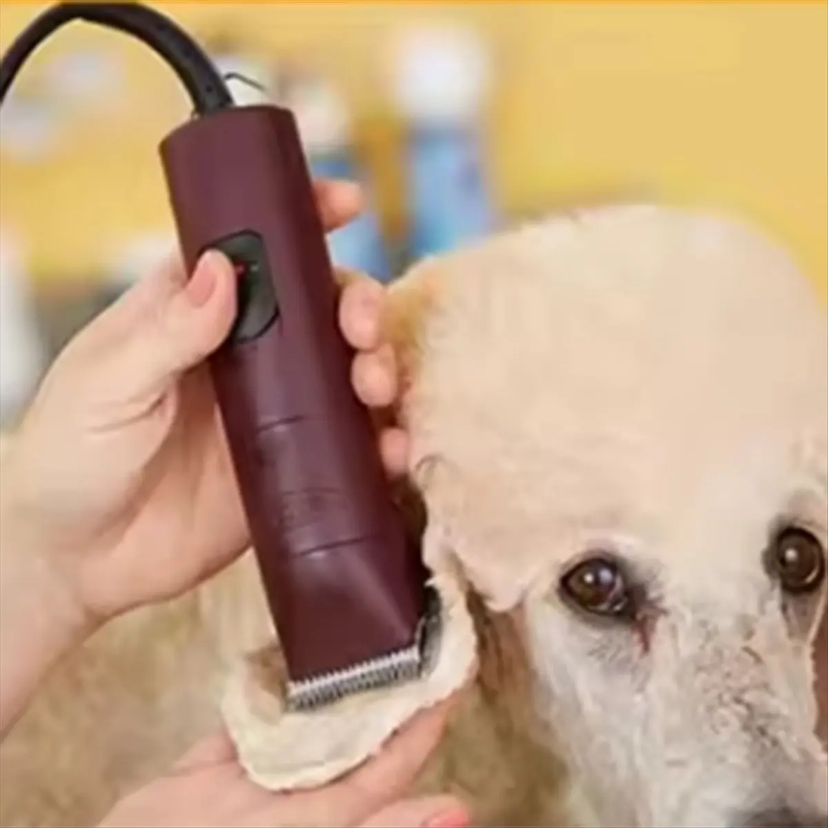 A689U Aug. No.50 Detachable Pet Grooming Steel Blade for , A5 & 76 , Km Animal Clippers Cut Length 1/125-Inch 0.2mm