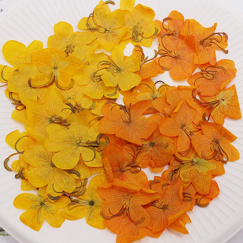 60Pcs Natural Cassia Butterfly Flower Dried Flower Pressed Flower DIY Handmade Resin Phone Case Soap Candle Material Kit Craft Decoration Envelope Greeting Card Specimen
