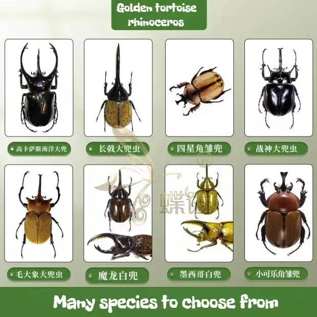 29 Piece Real Beetle Insect Golden Tortoise Rhinoceros Taxidermy Art Collection Hobby Show Steampunk Phoenix