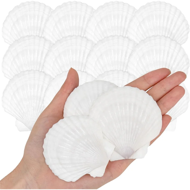 ABVJ-2"-3" Natural Scallop Shells 25 Pieces From Seaside For DIY Craft Painting Ocean Theme Party Wedding Home Decoration