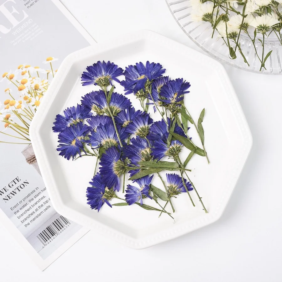 Side Pressed Dried Aster tataricus L Flower Herbarium Jewelry Postcard Bookmark Frame Phone Case Face Makeup Lamp Card DIY