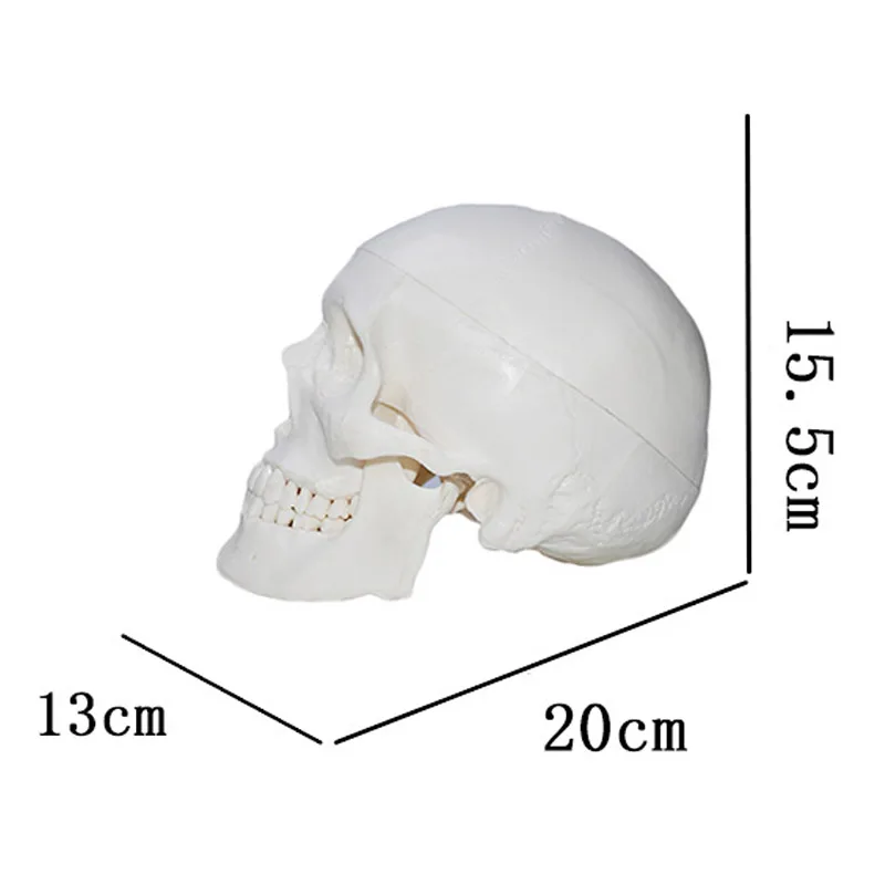 Human Anatomical Anatomy Resin Head Skeleton Skull Teaching Model Detachable School Educational Human Head Skull Model