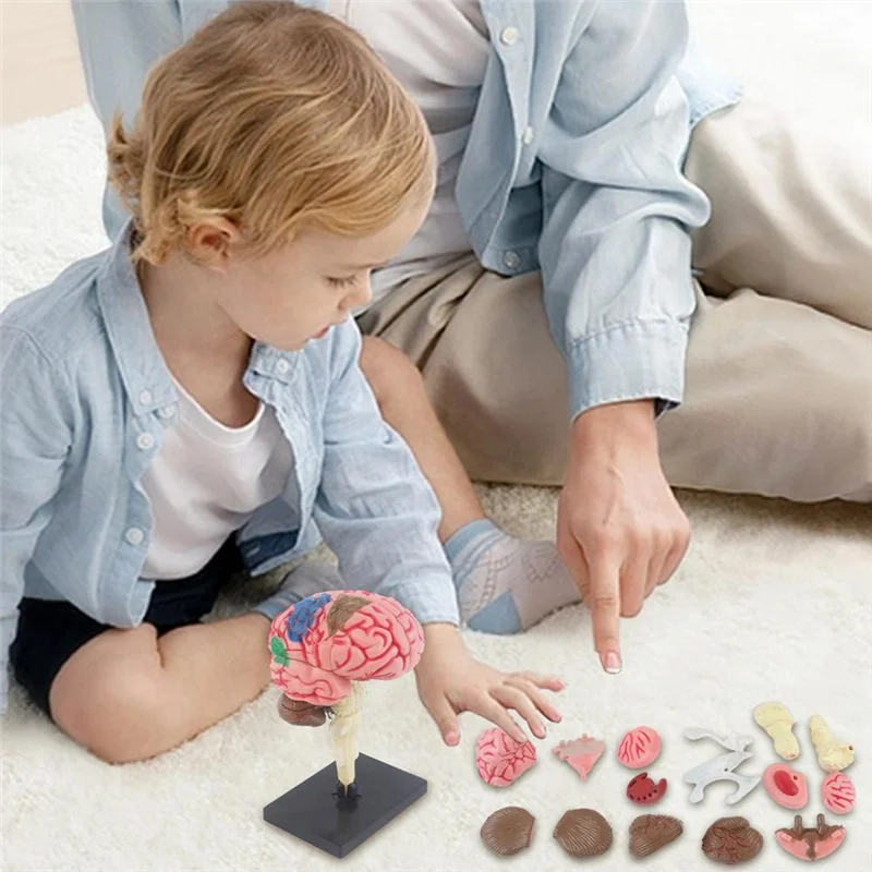 -A25M جديد 4D نموذج الدماغ البشري للأطفال التدريس العلمي نموذج تشريحي مختبر عرض نموذج لتقوم بها بنفسك تجميع نموذج