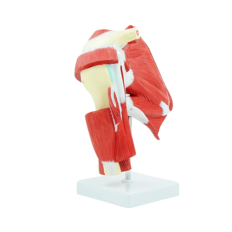 Human Joint Anatomical Model Body Model Scientific Muscled Shoulder Joint Model Human Shoulder Joint With Muscle