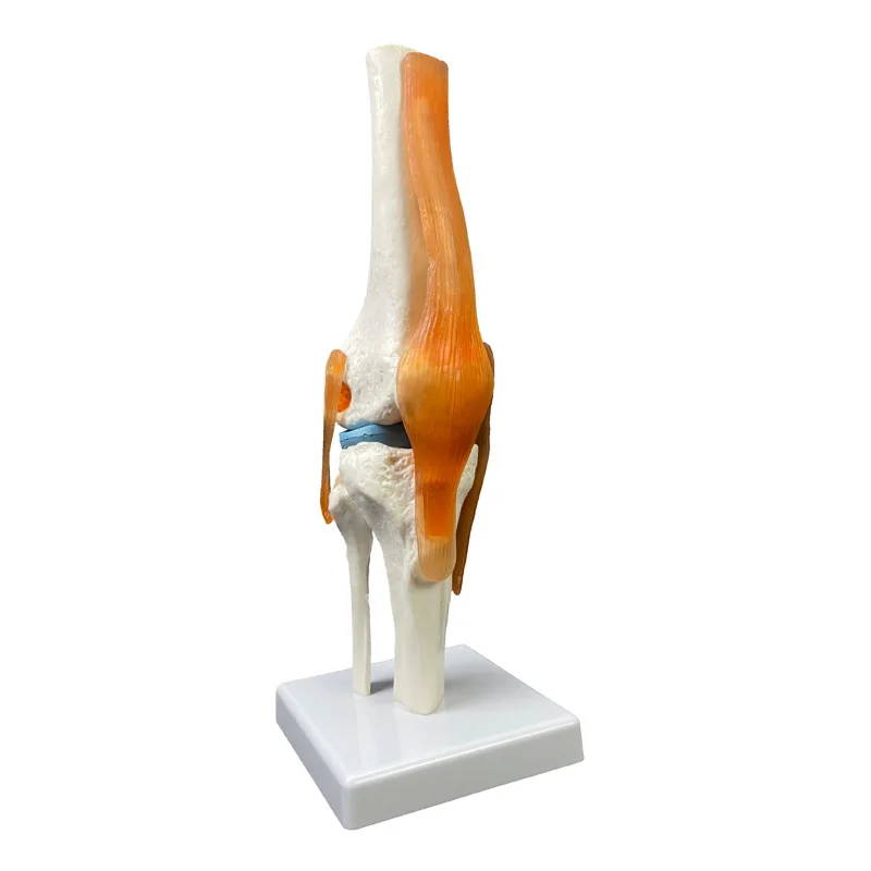 1:1 等身大成人人間の膝関節解剖モデル医療科学教育リソース靱帯機能膝関節モデル