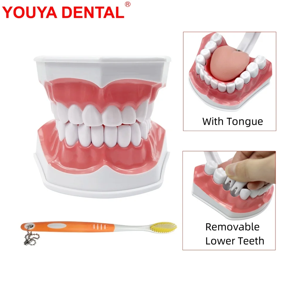 2 Model zębów czasowe ze szczoteczką do zębów dentystyczny Model demonstracyjny z produktem stomatologii języka do nauki nauczania szczotkowania