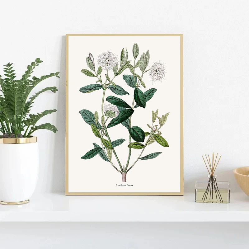 Vintage Botanical Flowers Posters Prints Honeysuckle Jasmine Spirea Canvas Painting Wall Art Picture for Living Room Home Decor