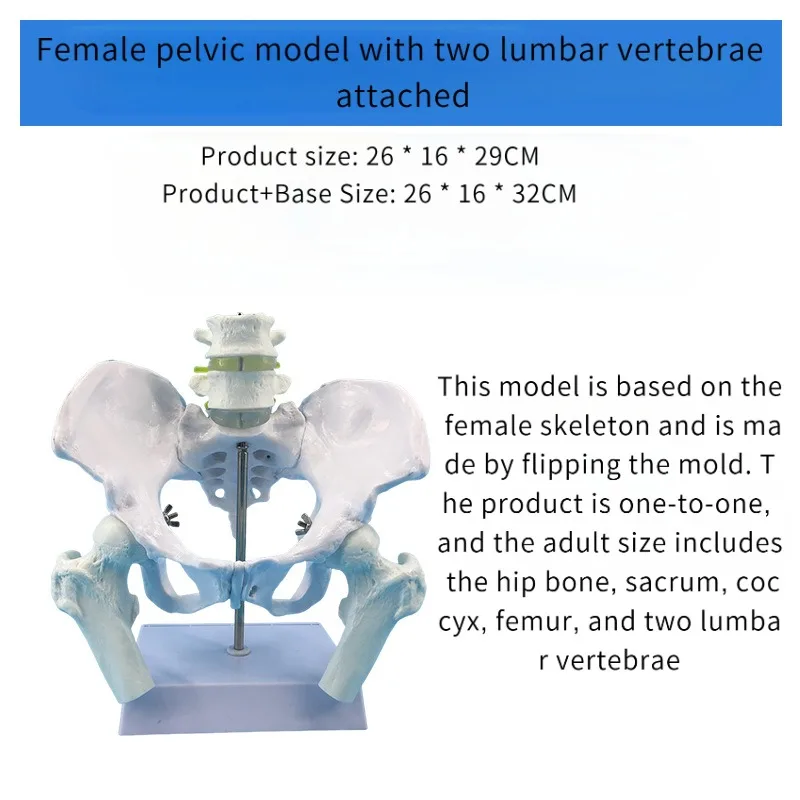 

1:1 в натуральную величину, анатомия, женский тазовый второй сегмент, поясничная модель, бедра, сакральный хвост, позвоночник, скелет, медицинский обучающий инструмент