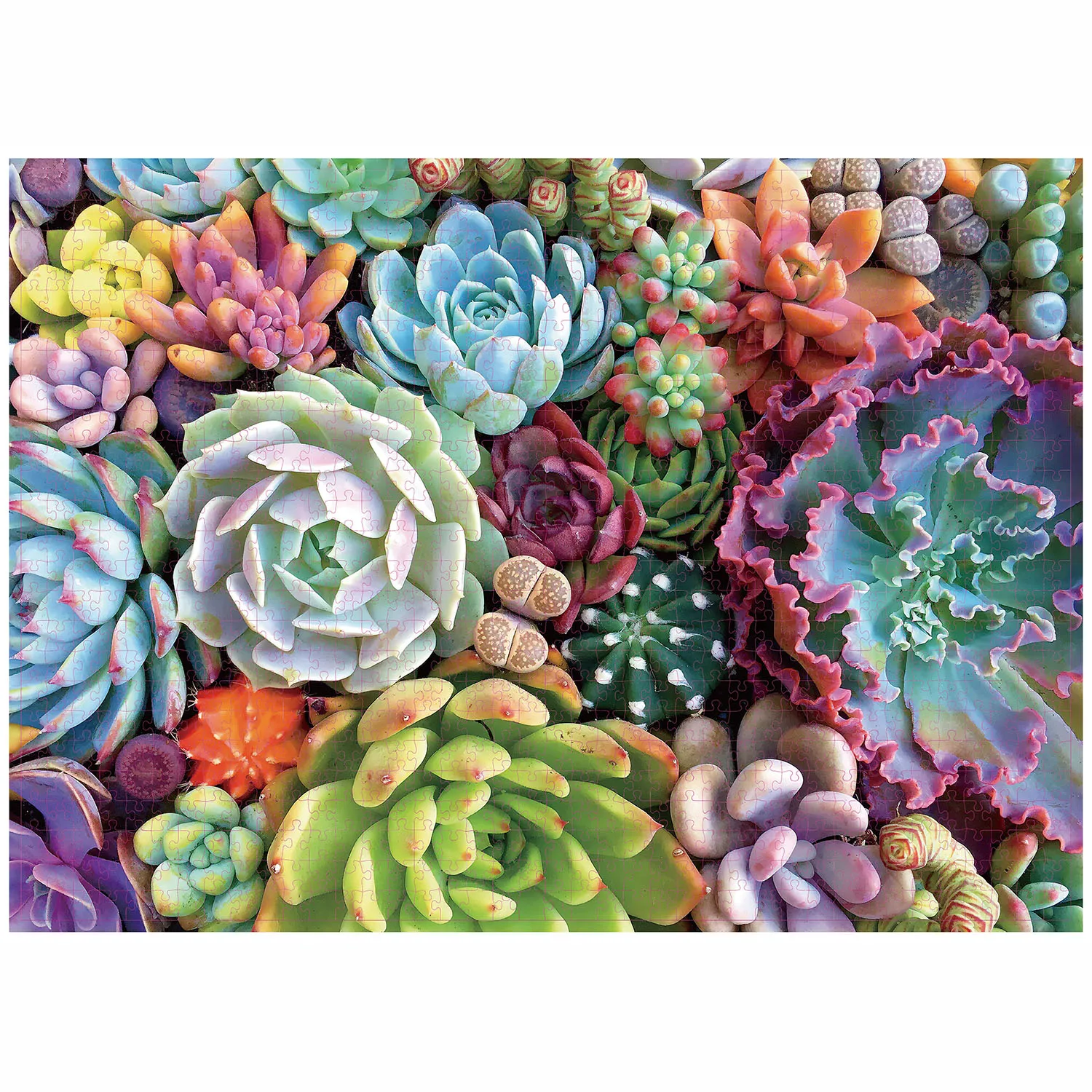 1000 Pieces Succulent Plants Jigsaw Puzzle Home Decor Adults Puzzle Games Family Fun Floor Puzzles Educational Toys for Kids