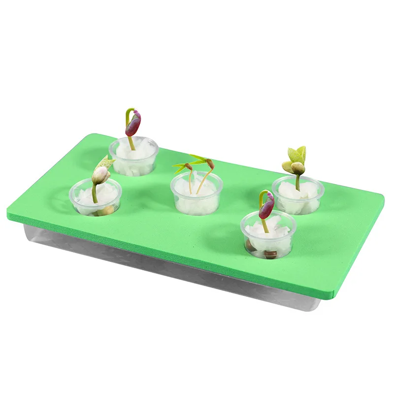 Wissenschaftliches experimentelles Spielzeug, Studententechnologie, kleine Produktion, Erfindungsmaterialien, pädagogisch, DIY, handgefertigt, Samenkeimung und