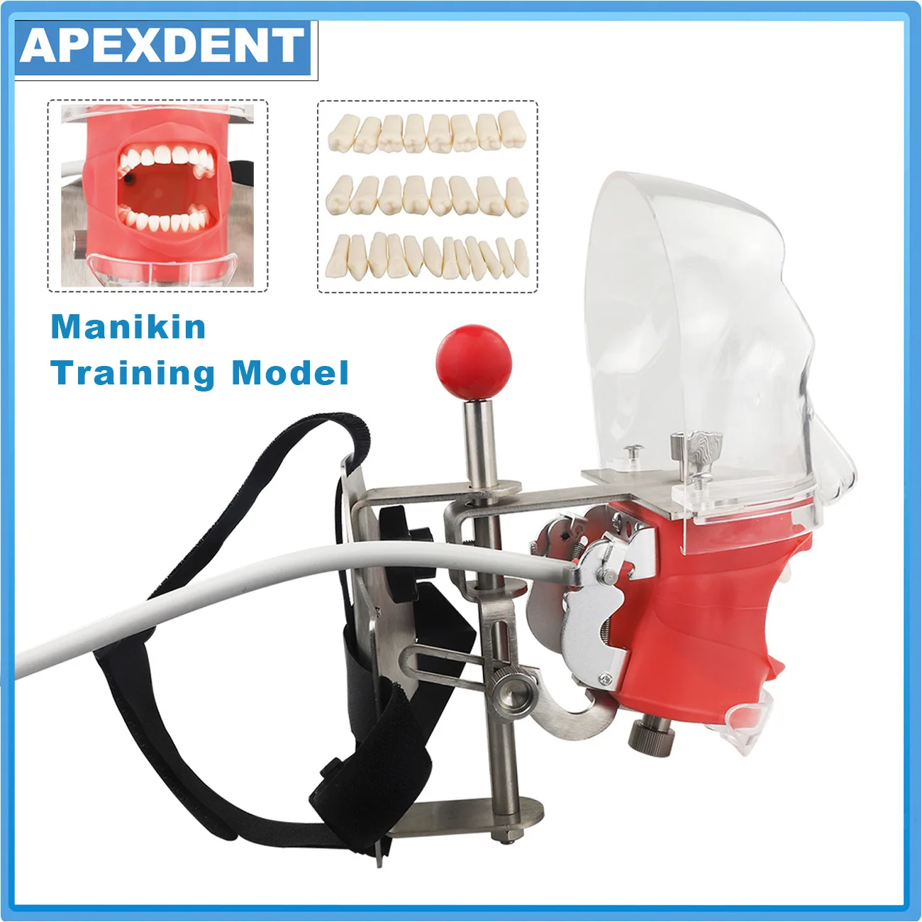 

Dental Manikin Training Model Simulator Simple Head Model Strap Type For Dentist Education Dentistry Instrument
