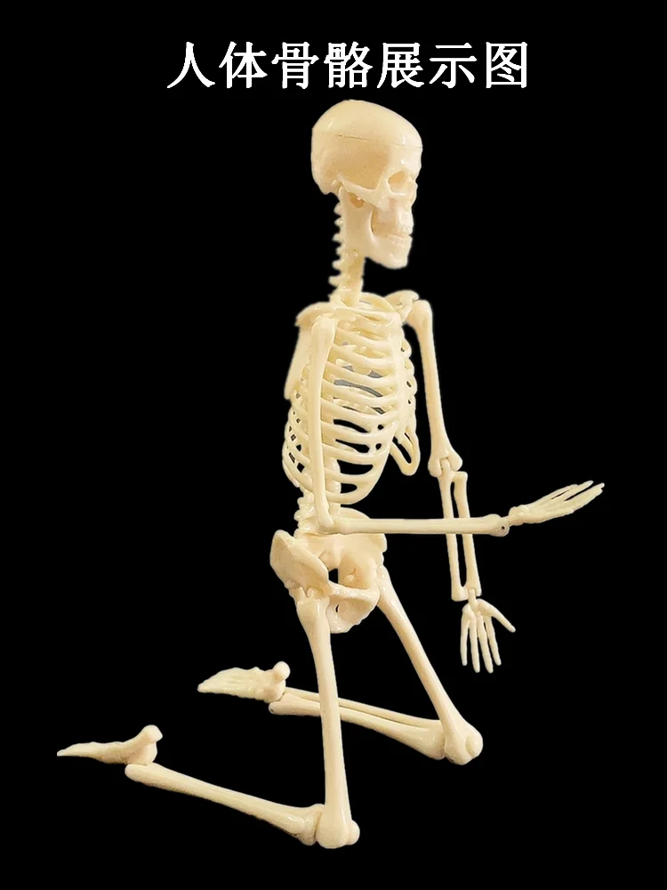 Teaching aid for human skeleton model, popular science equipment, scientific experiment toy.