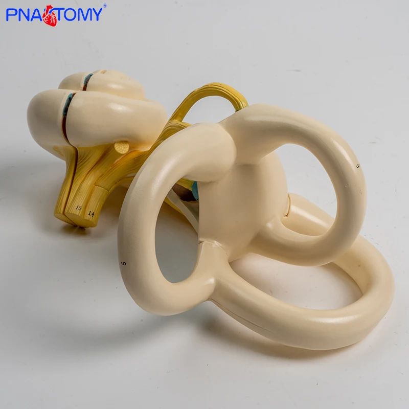 Enlarged human ear semicircular canal cochlear semicircular canal anatomical model inner ear labyrinth model medical tool