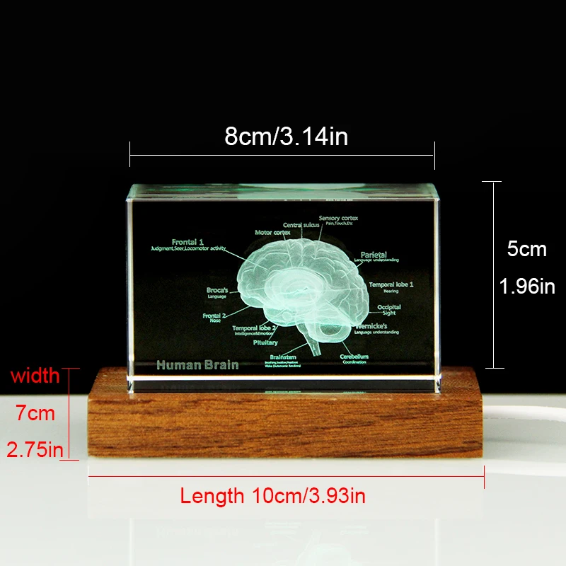 3D Human Anatomical Model Crystal Laser Brain Sculpture Cube Paperweight Figurines Thinking Medical Science Gift