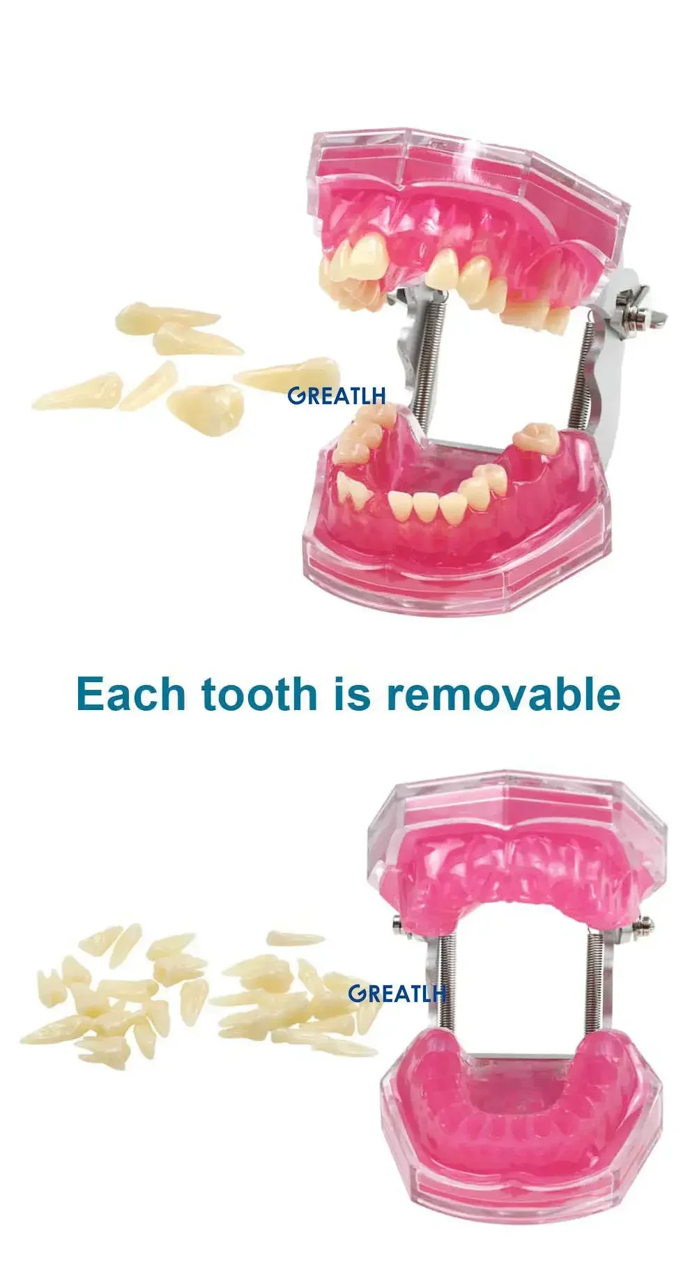 

Teaching resources Removable tooth typodont research model