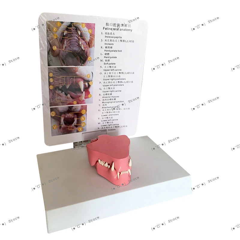 

Cat Tooth Model Animal Skeleton Animal Model Veterinary Teaching Instrument Canine Teaching Pet Model Animal Husbandry