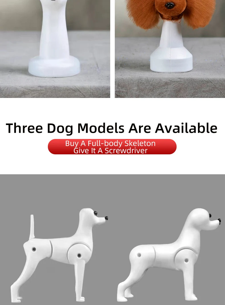 Tierpflege-Simulationsmodell: Realistischer Pudel-Ganzkörperskelett-Modellhund für professionelle Tierpflegepraxis – Detail 5