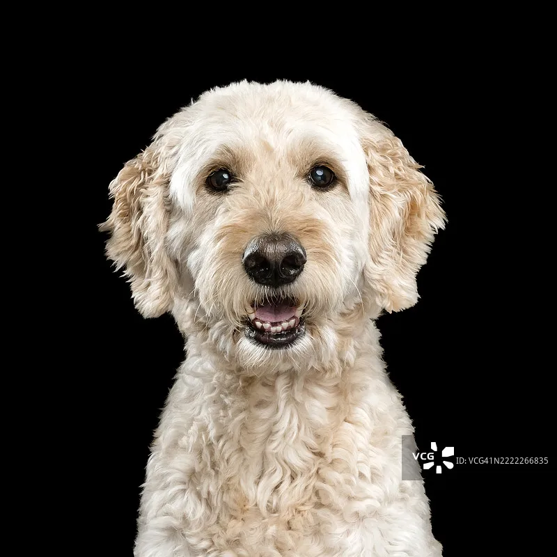 

Hobbywing Platinum V4 25A 40A 60A 80A 120A Бесколлекторный регулятор скорости (ESC) 3-6S Lipo с BEC для радиоуправляемых самолетов, дронов и FPV-гонок