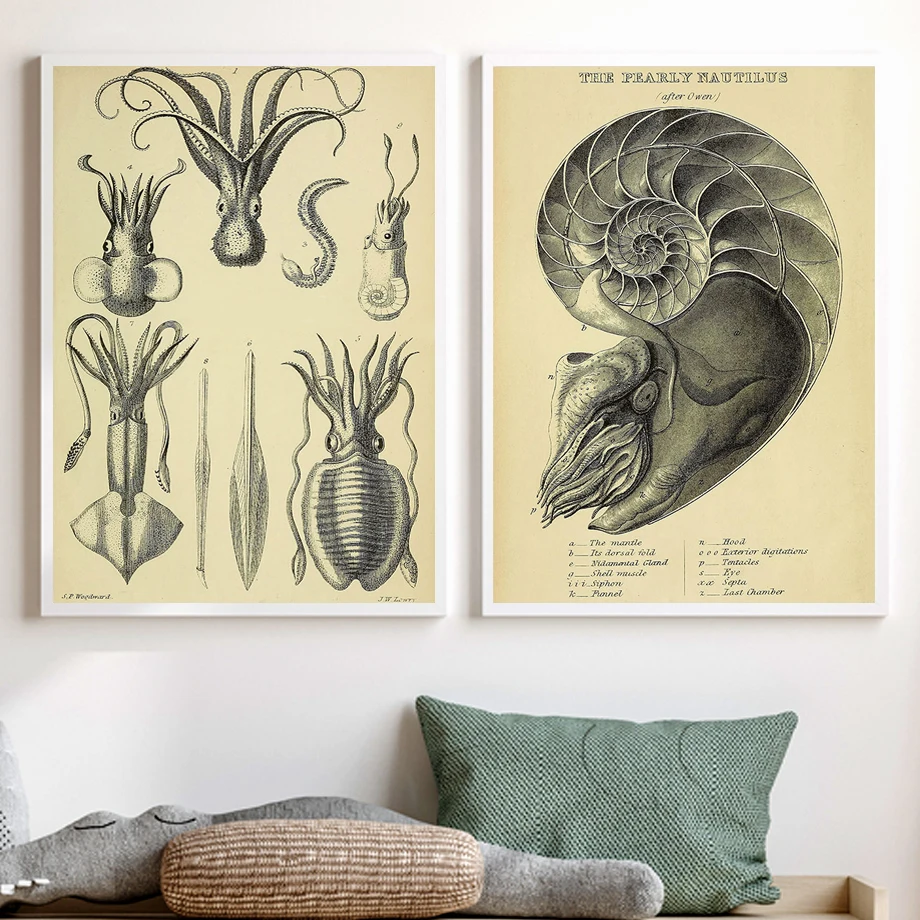 Nautilus Octopus Squid Conch Anatomy Manuscript Vintage Posters Prints Canvas Art Wall Decoration Home Paintings For Living Room