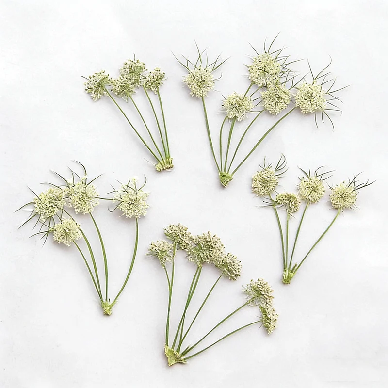 ดอกอะมี วิสนากา แห้งอัดเม็ด สำ - Dried Flower Bookmark บทวิจารณ์และราคา