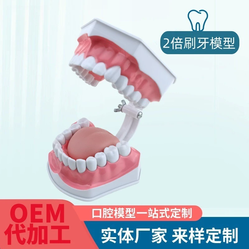 Oral model, tooth decay model, kindergarten-taught brushing model, tooth decay denture model 2x enlargement