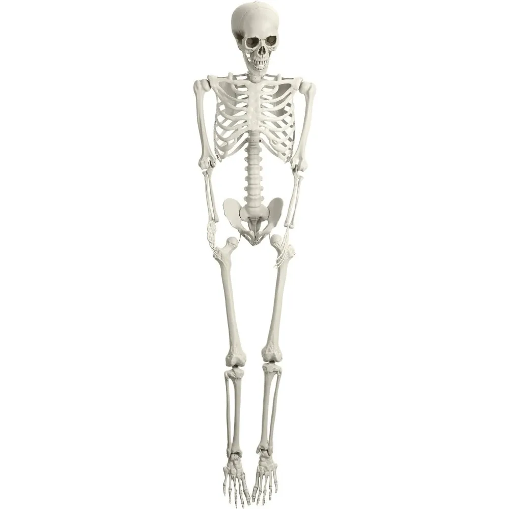 

Life Size Skeleton, 5.4Ft/165cm Poseable Halloween Skeleton, Halloween Skeleton, Skeleton Decor Party Supplies Shipping