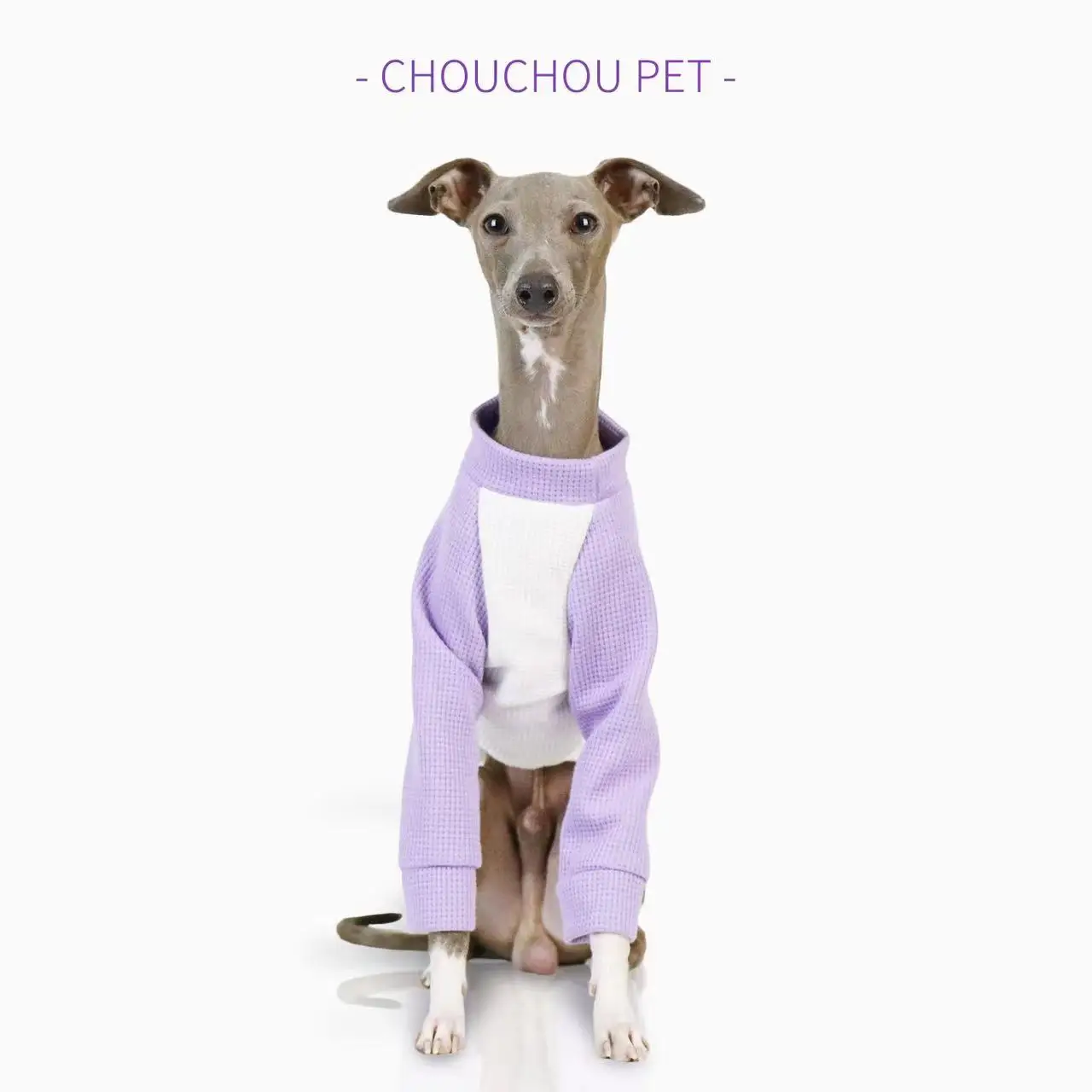 iggy Summer pet puppy clothes cotton color matching thin dog sportswear cute color matching Whippet medium dog clothes