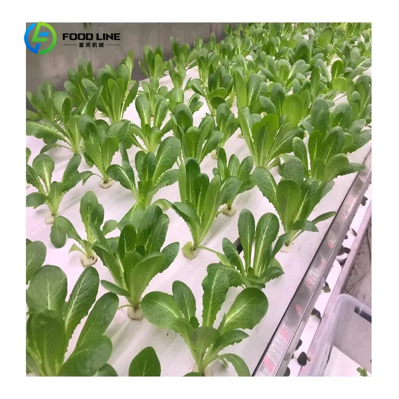 Contenedor Agrícola Inteligente Personalizado de 40 Pies, Invernadero Tipo Contenedor, Sistema de Cultivo de Microgreens NFT, Granja en Contenedor