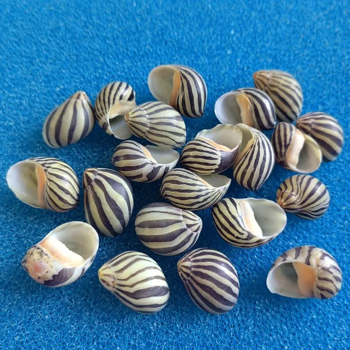 2cm Shells Mini Conch Crafts Natural Seashells Conch Shells Hermit Crab Shell Replacement Micro-landscape Fish Tank Aquarium