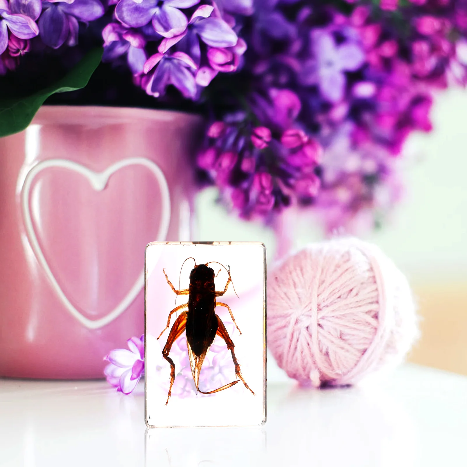 

Resin Cricket Specimen Decorative Specimen Ornament Creative Educational Teaching Tool Home Decoration Gift For Family Friends