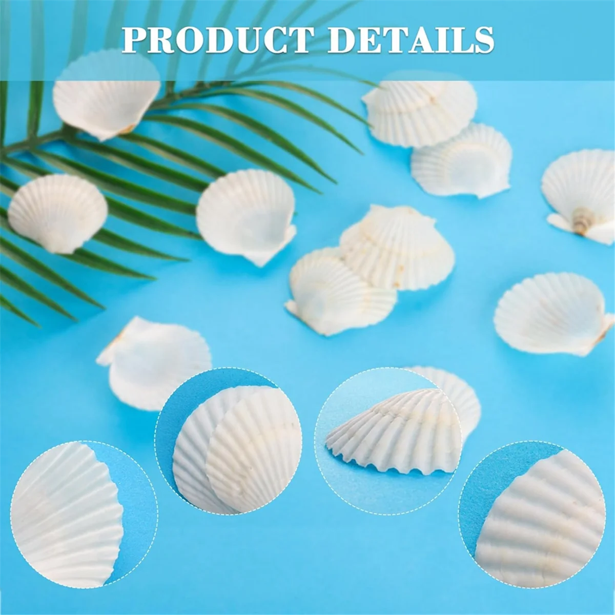 

40PCS Natural Scallop Shells 1.4-2.4inch White Small Sea Shells for CA81Kts CA81Kting Shell Bulk Real SeashellsJKL
