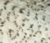 

2pcs/set Stainless Steel Fast Cleaning Fish Peeler Scale Remover Seafood Cracker Fish Scaler Cleaner Planet Skin Brush Scraper T