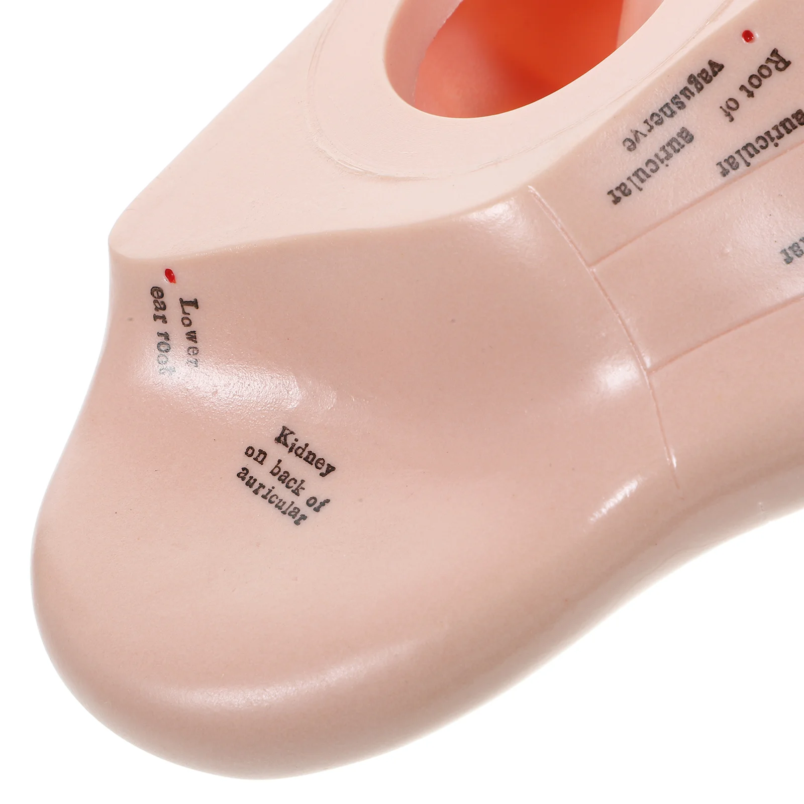 Auricular Model Massage Ear Emulation Acupoint Learning Tool Massager Props Teaching Mold Lettering Pvc Soft Glue Facial Tools