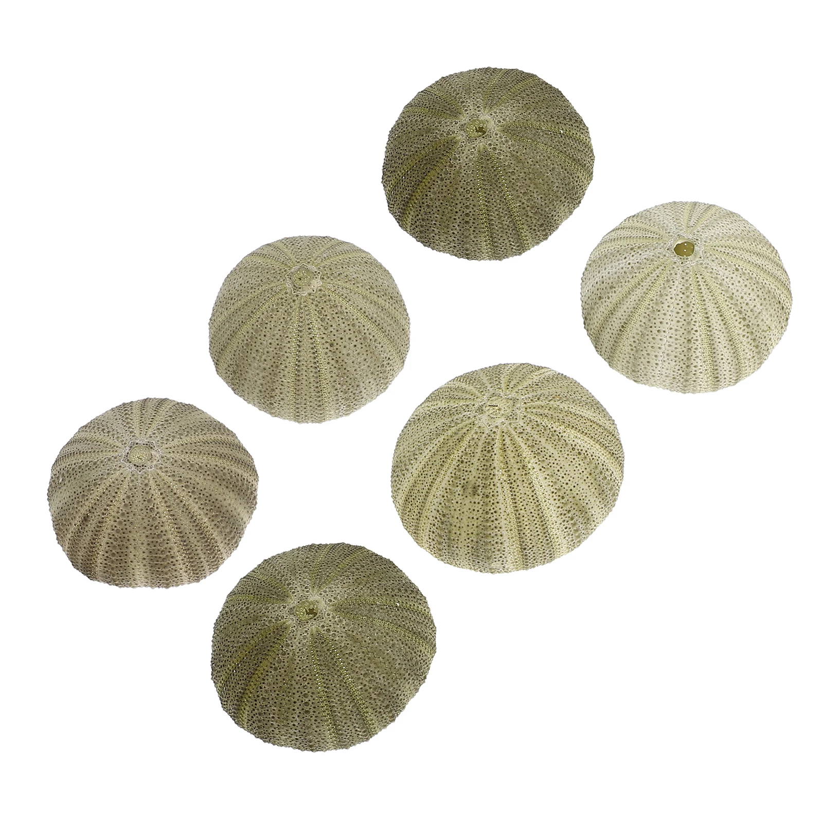 

6Pcs Dried Sea Urchins Shells for Crafts Tiny Seashells Hanging Planter Beach Decor Conch Shell Ornament Fish Tank Accessories