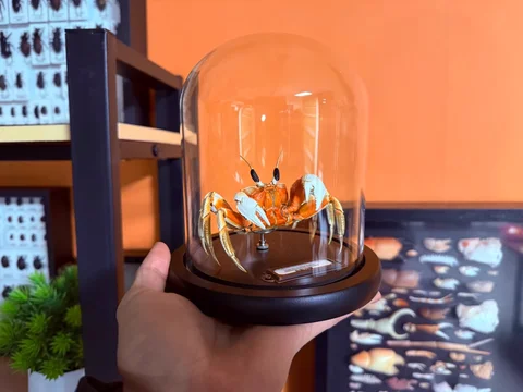 Ocypoda Ceratophthalma Real Crab Specimen Special Handicrafts Collectors Home Decor Ornament Desk Decoration Customized