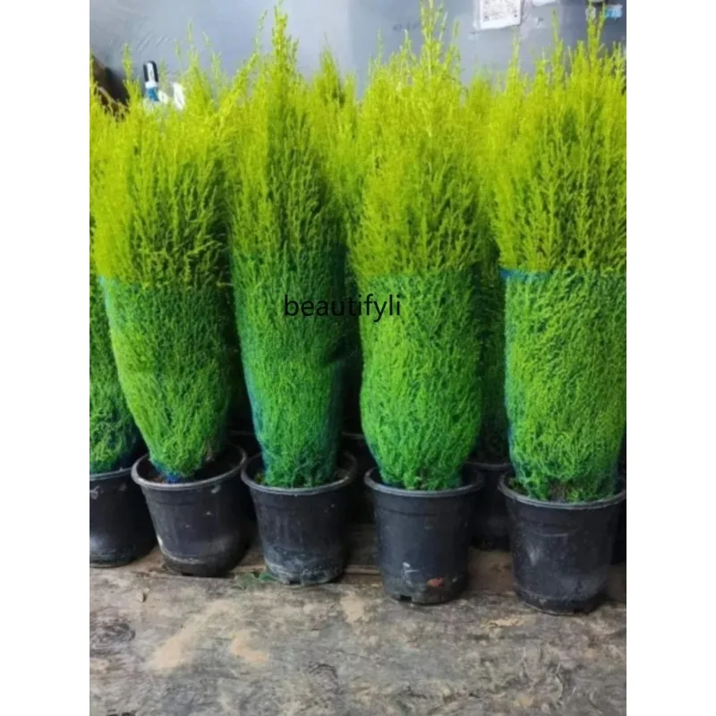 Fragrant Classic Style Pine Potted Christmas Tree Living Room Courtyard Balcony Four Seasons Evergreen Cold-Resistant Green H - Image 4