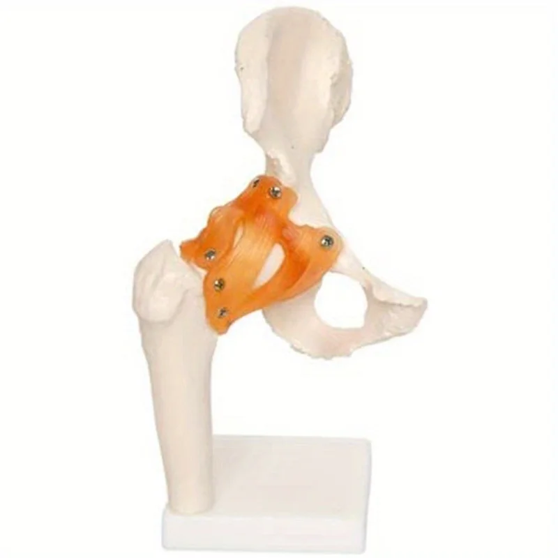 Life Size Anatomical Hip Joint Model Human Skeleton Anatomy Exercise Bone Orthopedic Pain Teaching Resources