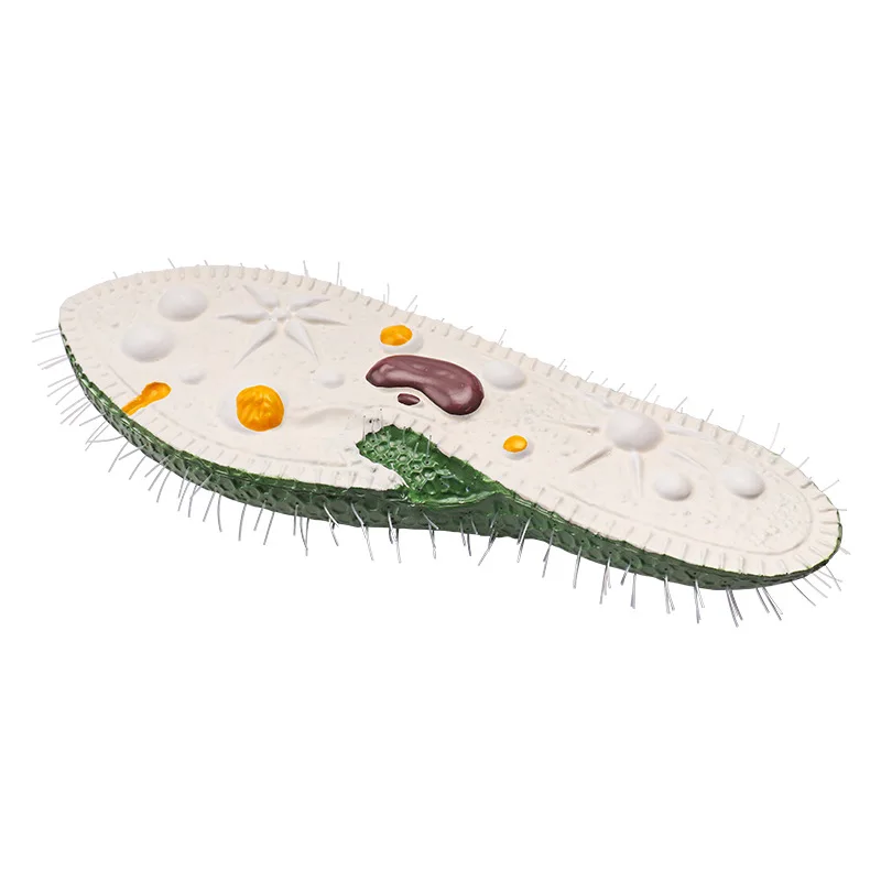 Paramecium model junior and high school biology classroom teaching model research display model