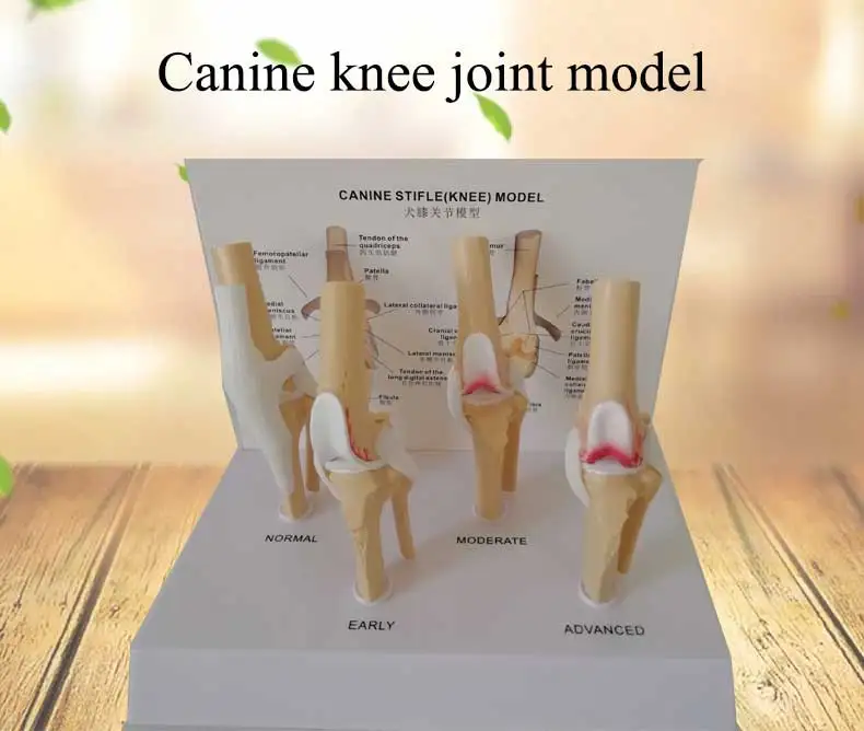 Canine knee model for educational medical teaching