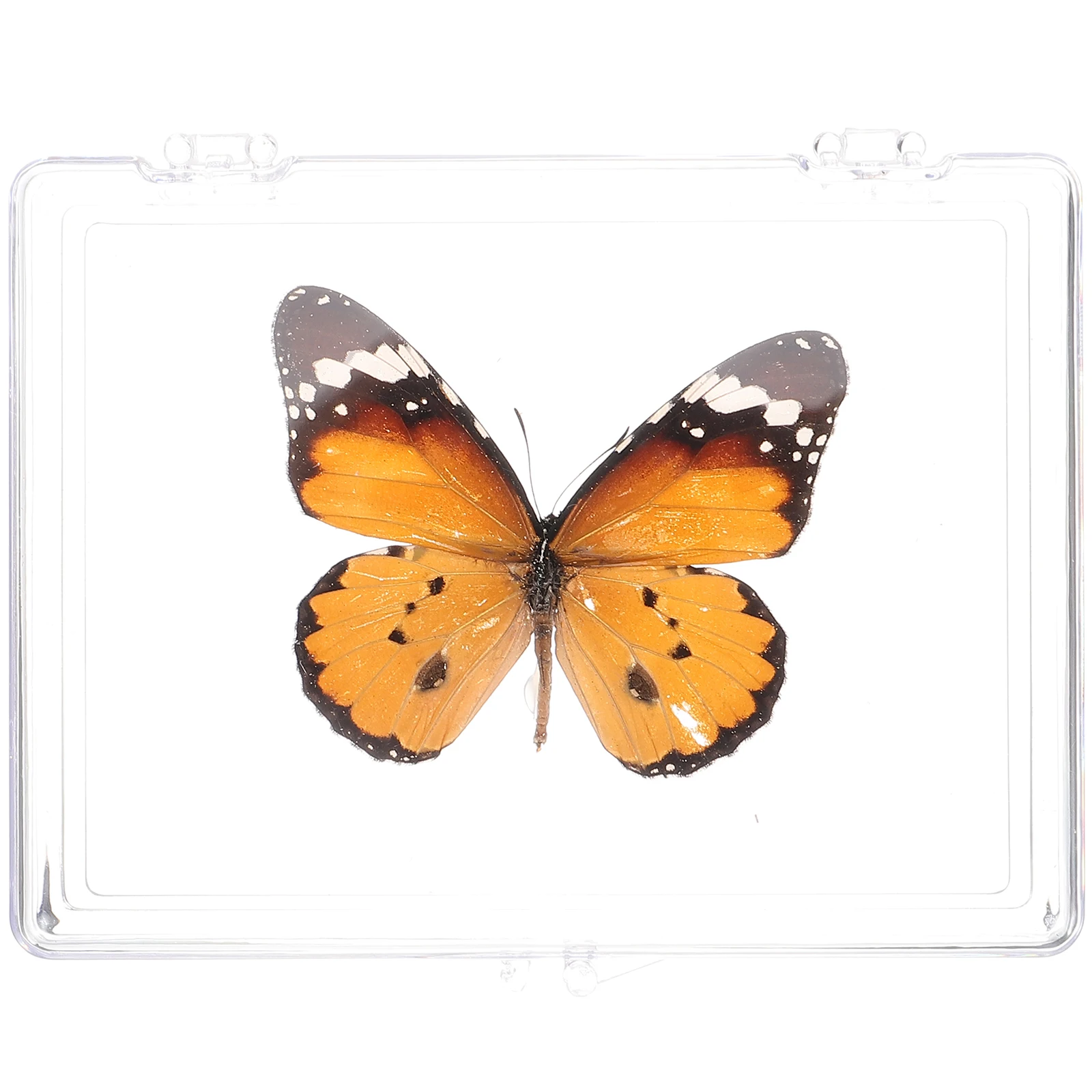 Butterfly Specimen Ornaments Display Box Real Insect Sample Decorative Preserved Teaching Prop Home Ornament Collectibles