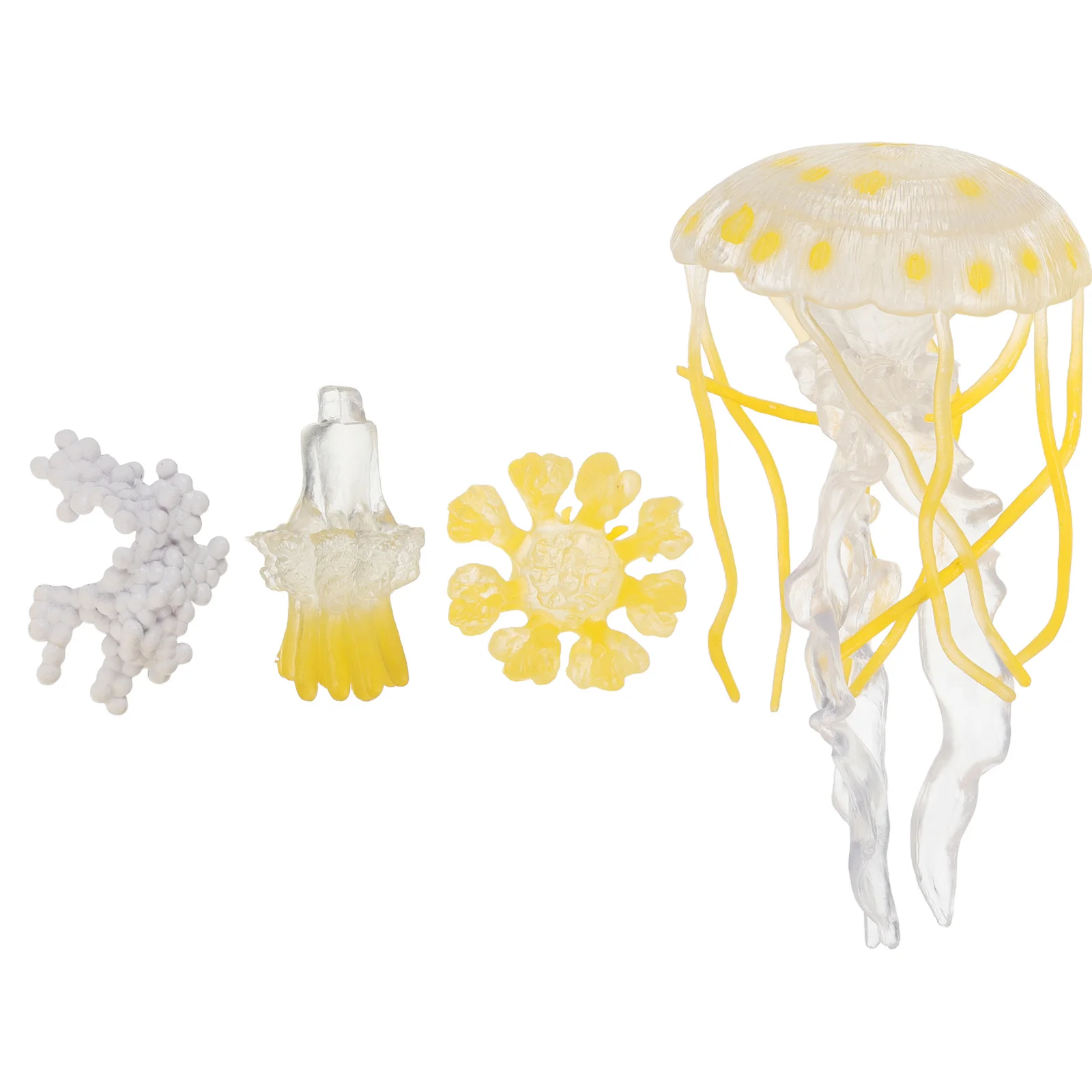 

1Set Learning Jellyfish Life Cycle Growth Kit for Kids Science Education Marine Artificial Sea Creature Desktop Decoration