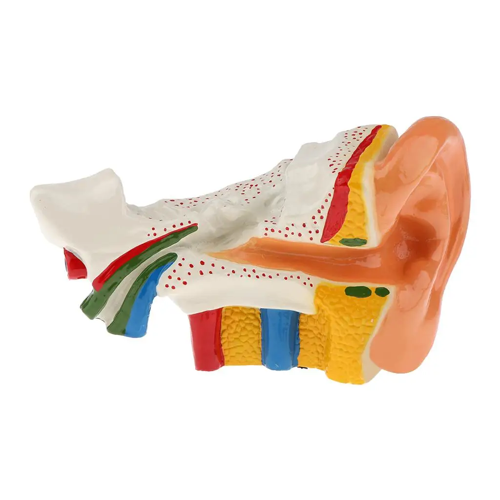 

Модель анатомии человеческого уха из пластика, обучающая игрушка, лабораторное учебное пособие для школьного обучения естественным наукам