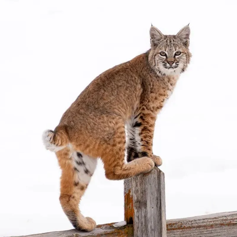 

For UD 1/16 GR M16 RC Car Parts Metal Upgrade Swing Arms 12mm Steering Rod