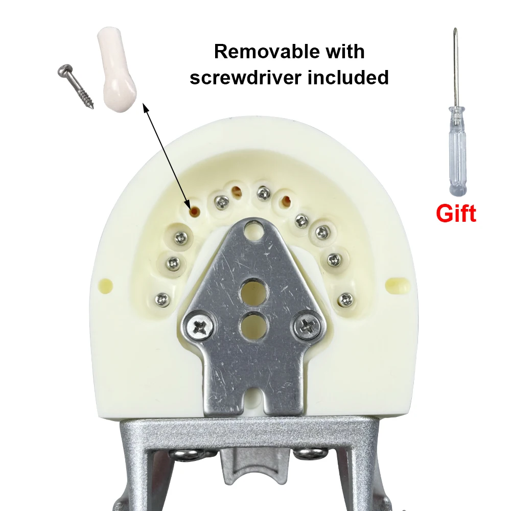 Dental Removable Soft Teeth Model Children 28/32 Dental Preparation Model Used for Student Experimental Teaching Training Model