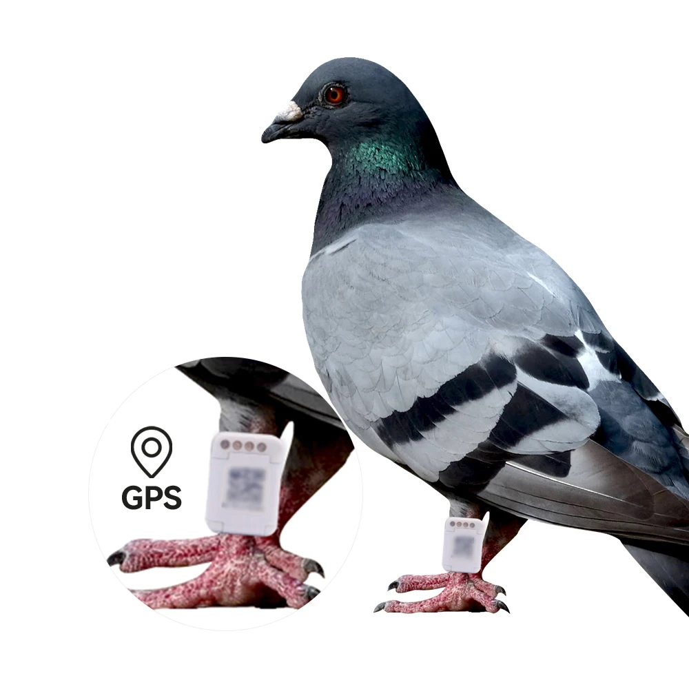 Gps Para Pajaros Gps Pigeon Tracking Ring Mini Gps Tracker for Parrot Birds Pigeon